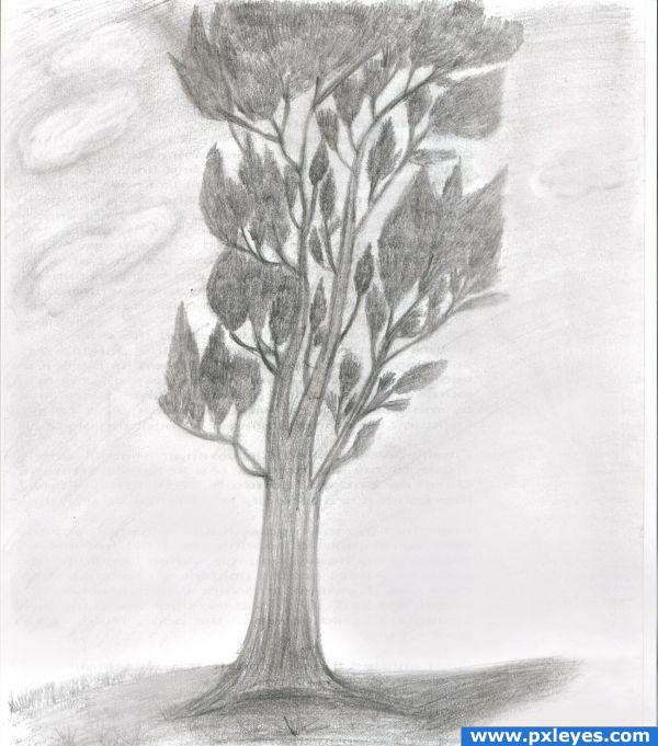 Creation of Tree.....: Final Result